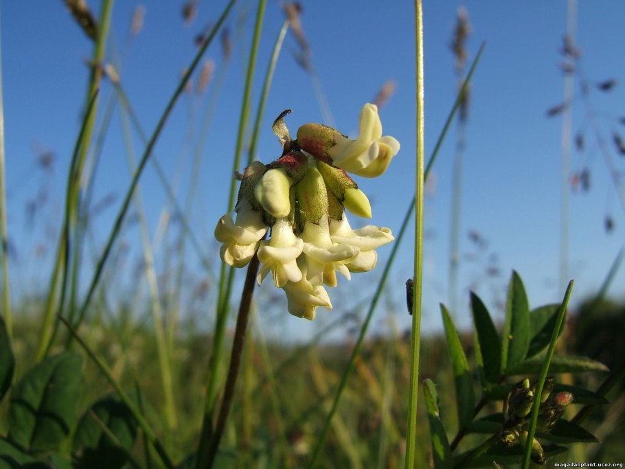 Семейство бобовые (Fabaceae)