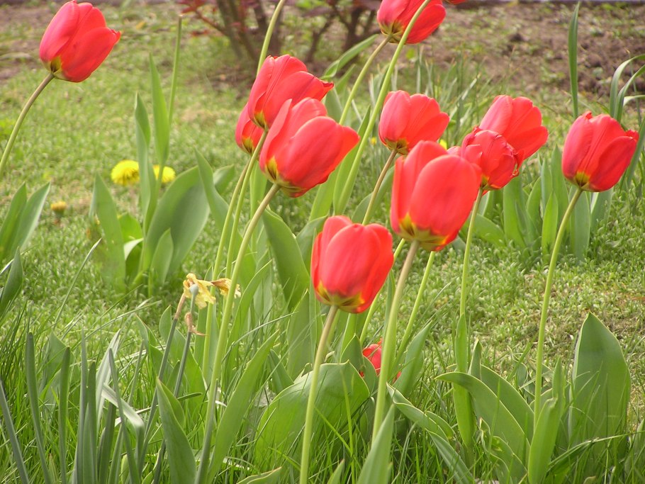 Тюльпан neper