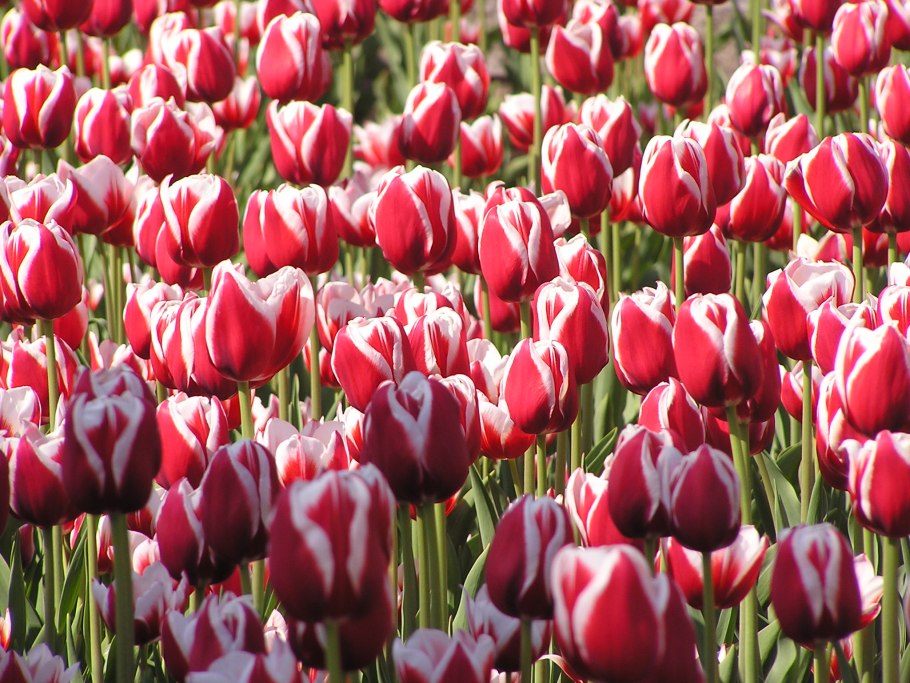 ‘Dillenburg тюльпан