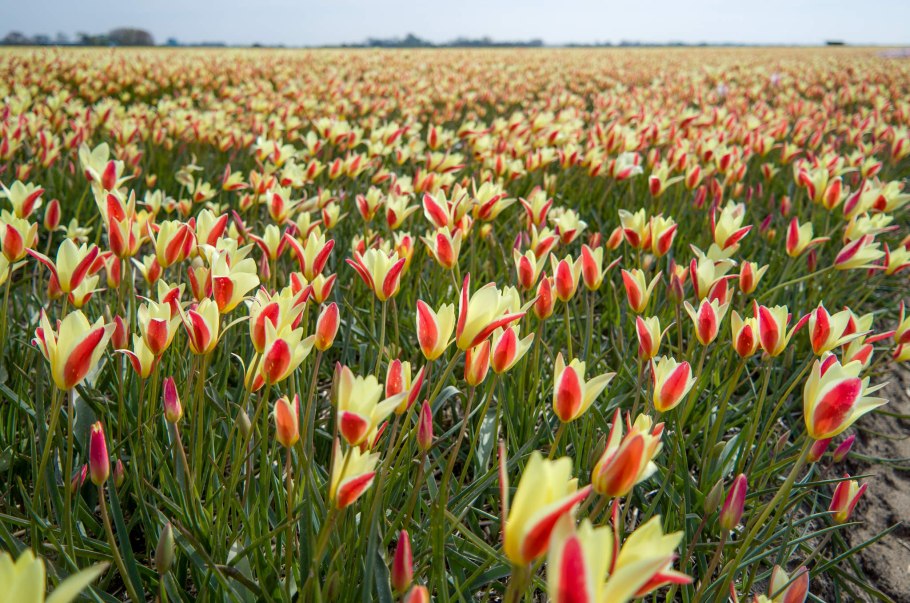 Tulip Breaking virus