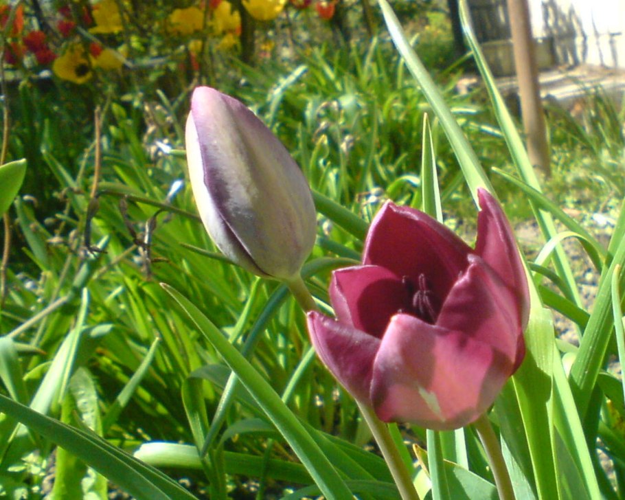 Tulipa Apricot Parrot