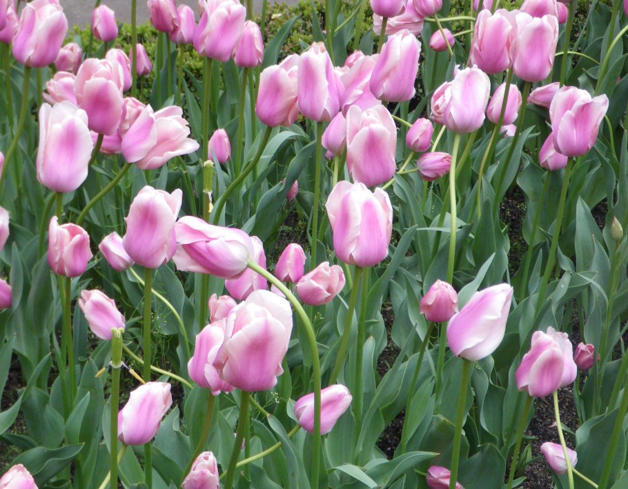 Тюльпан перпл Маунтин