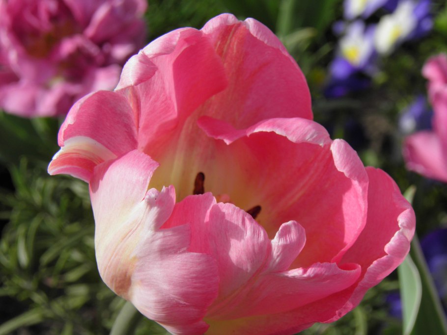 Распустившийся тюльпан