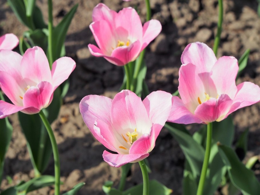 Сорта тюльпанов albatros