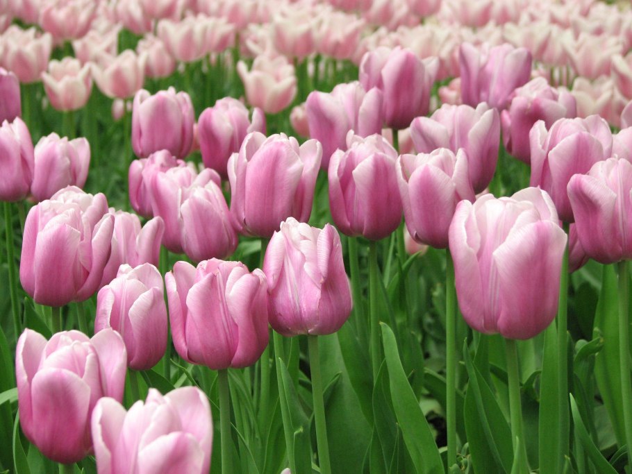 Princess Irene тюльпан