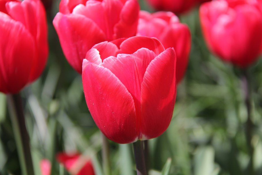 Тюльпан кабанна