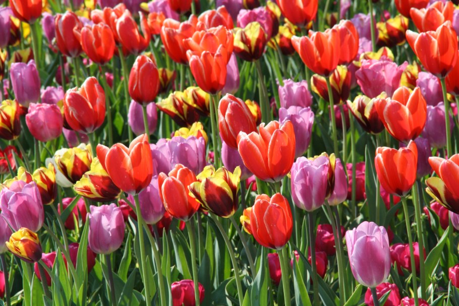 Тюльпан пикче