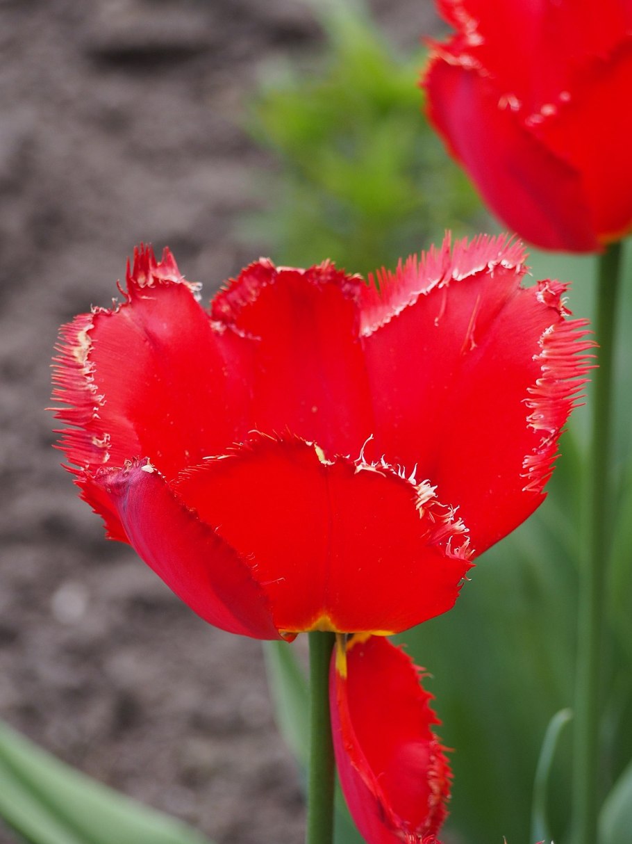 Тюльпан бахромчатый