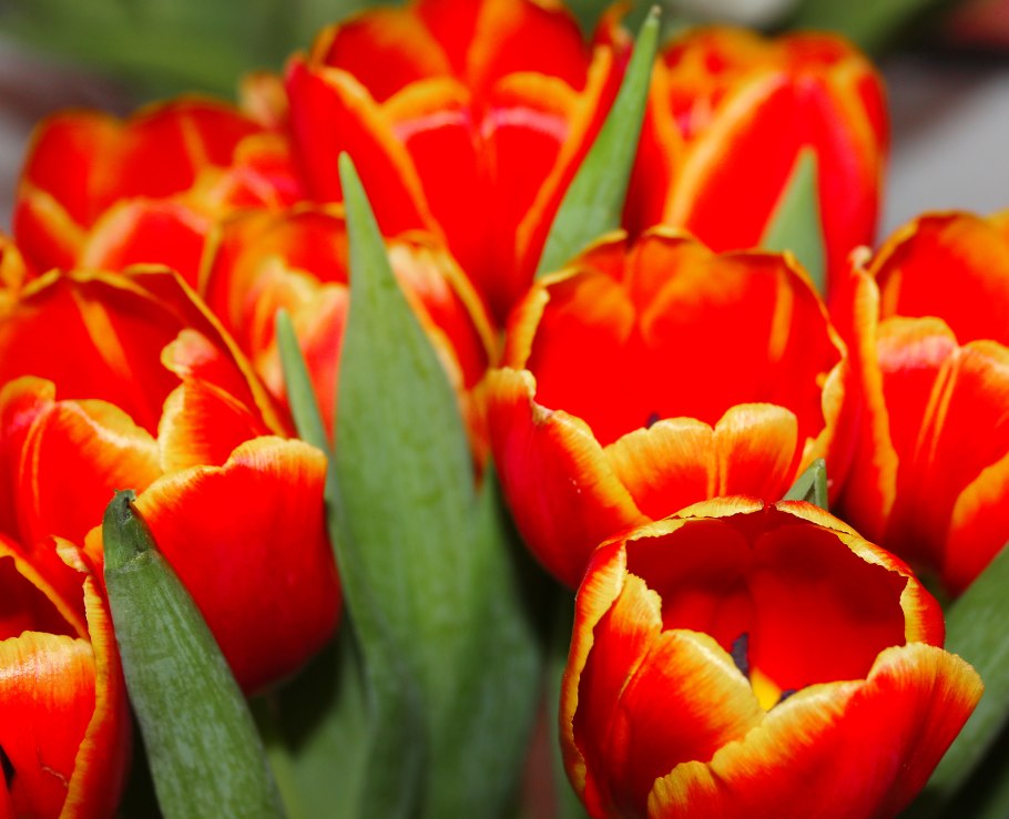 Перемороженный тюльпан