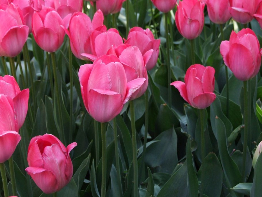 Тюльпан Армани