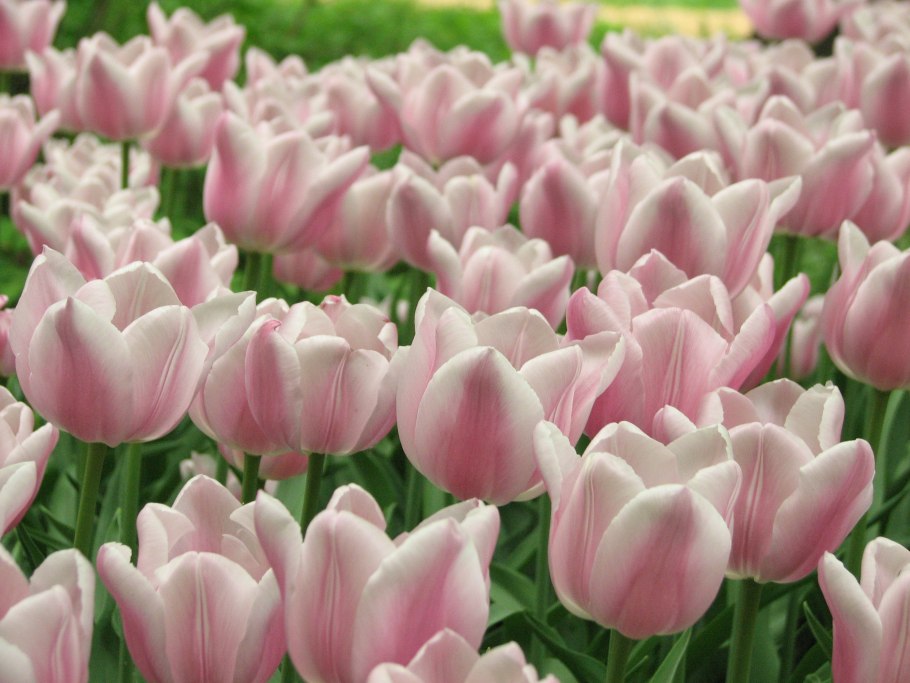 Тюльпан Эрик Хофсью