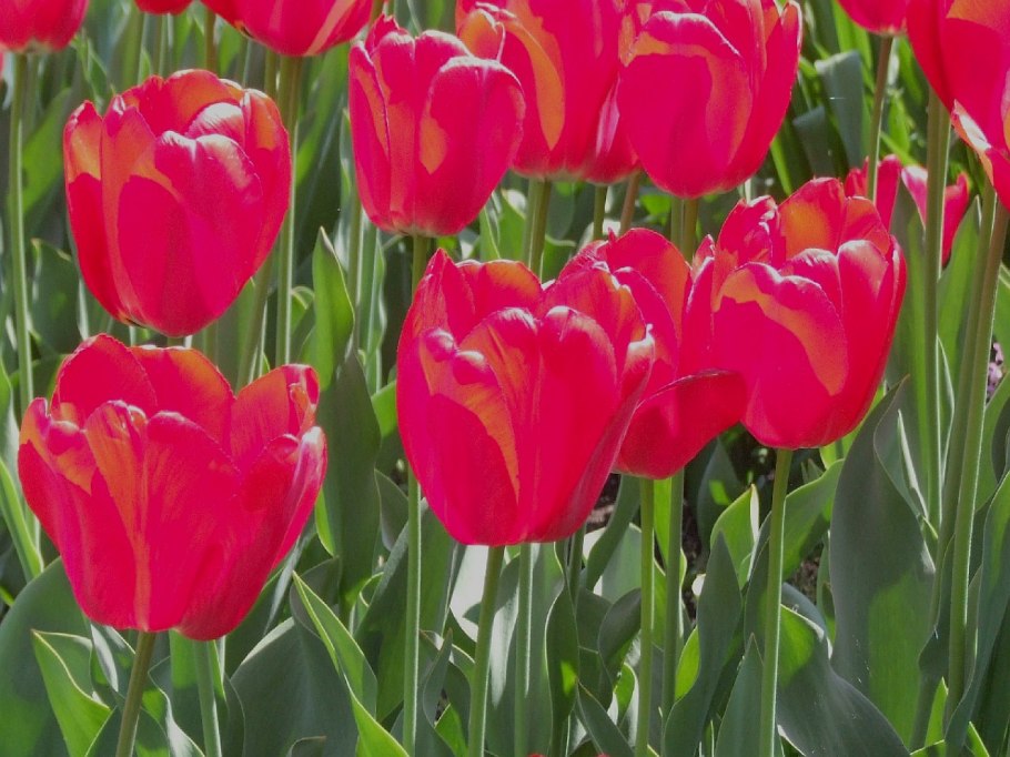 Тюльпан Joy of Spring