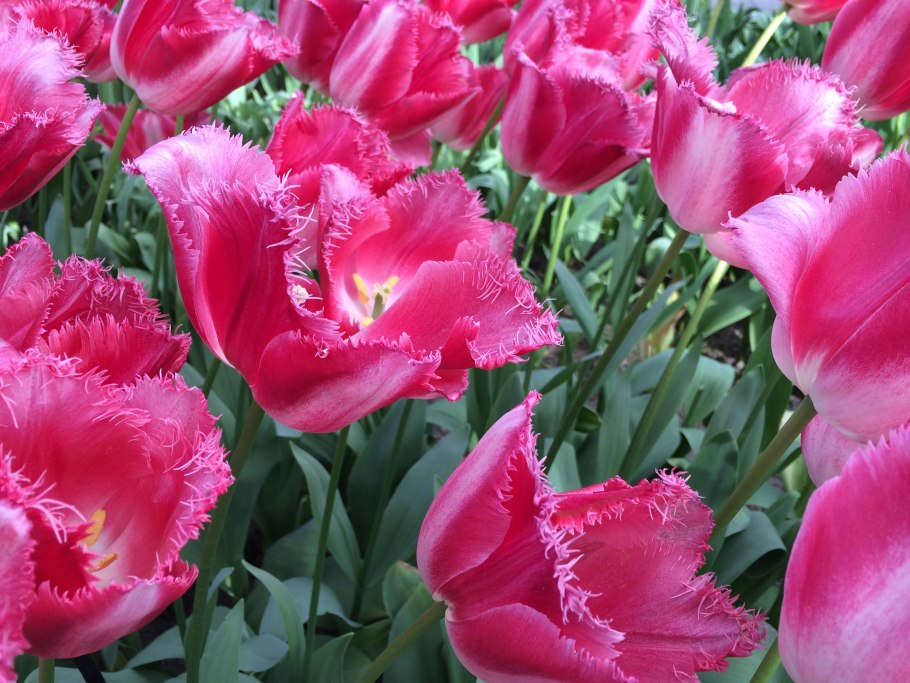 Тюльпан хартс дилайт