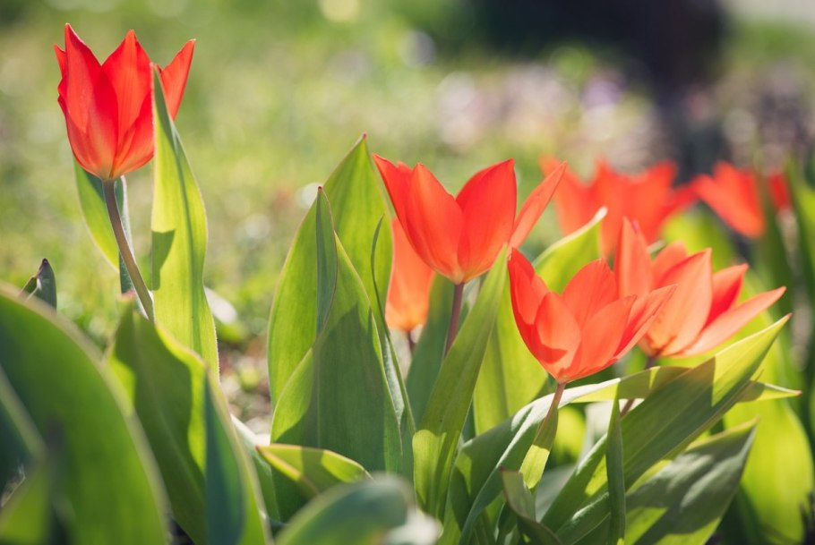 Тюльпан San Martin