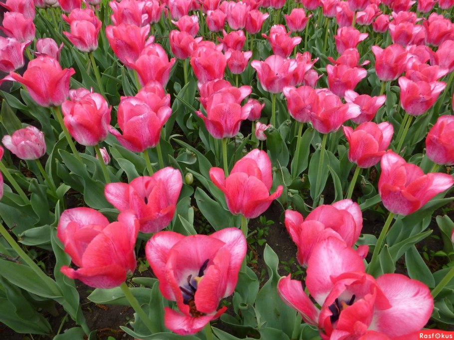 Тюльпаны большие