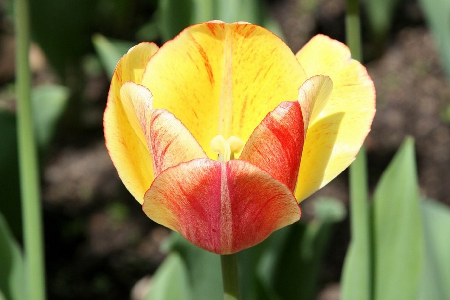 Тюльпан бонаир