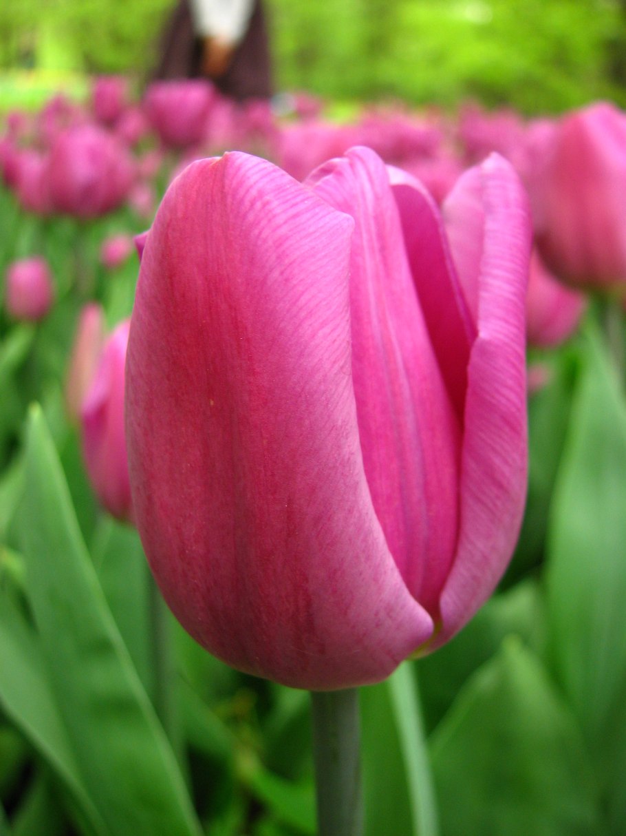 Тюльпан 7 7 Amberglow