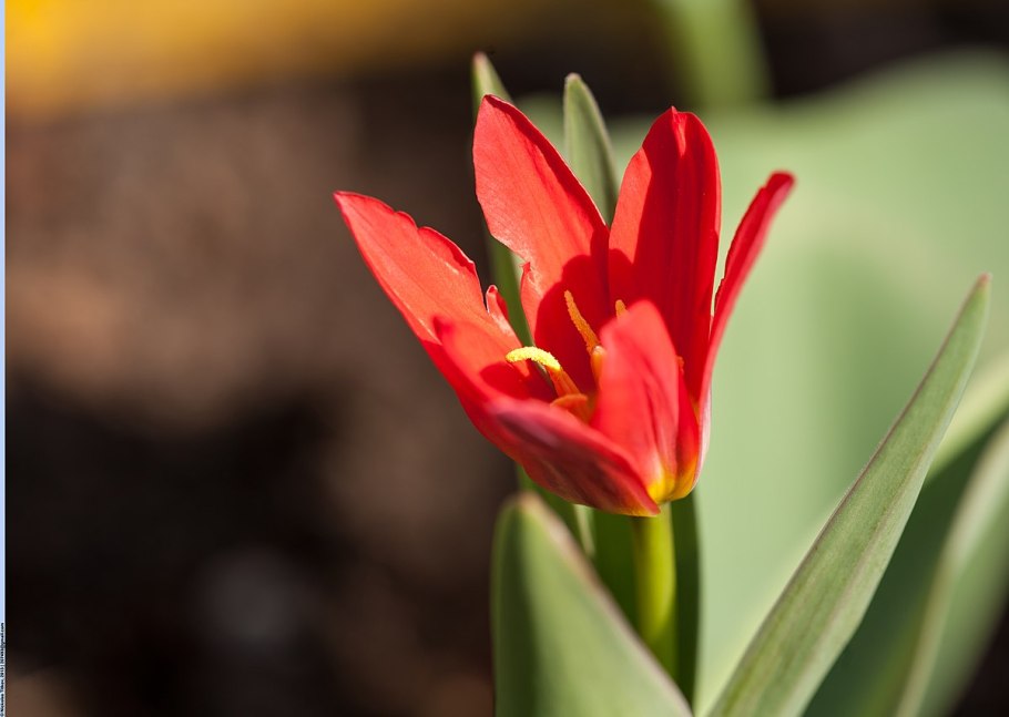 Тюльпан sartre