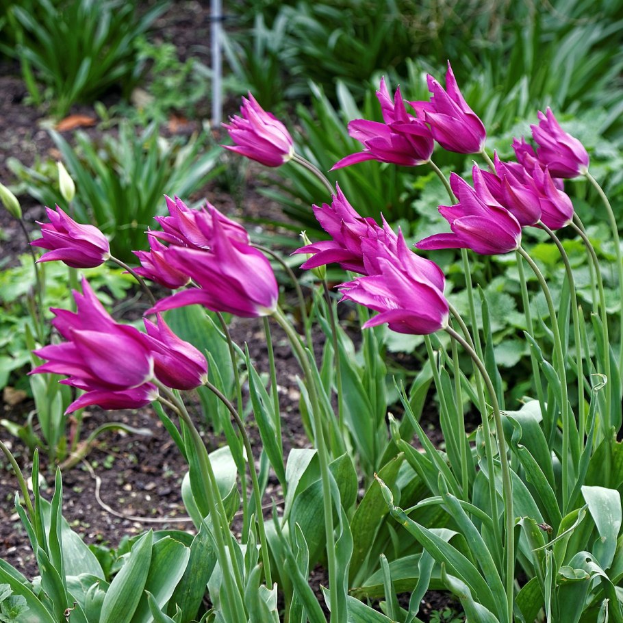 Тюльпан перпл дрим