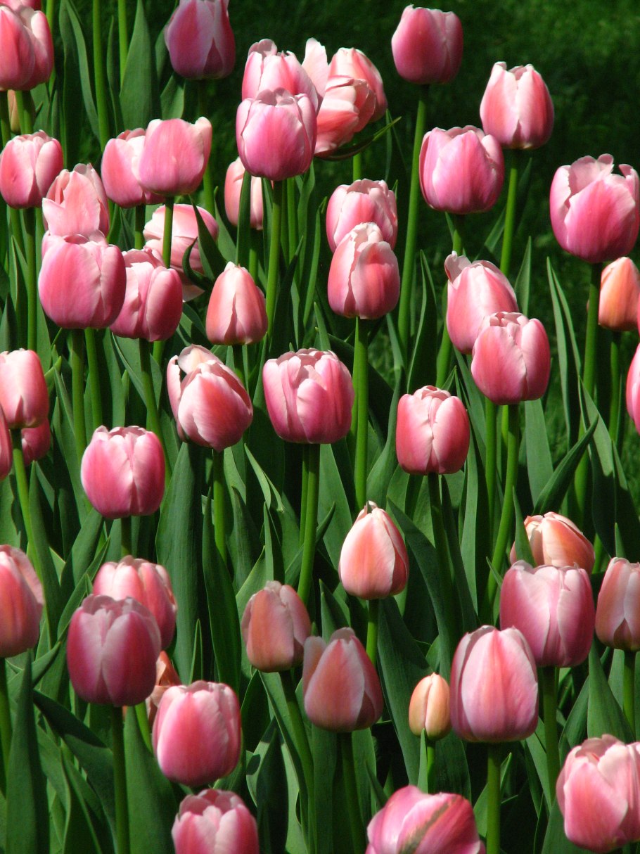 Тюльпан кабанна