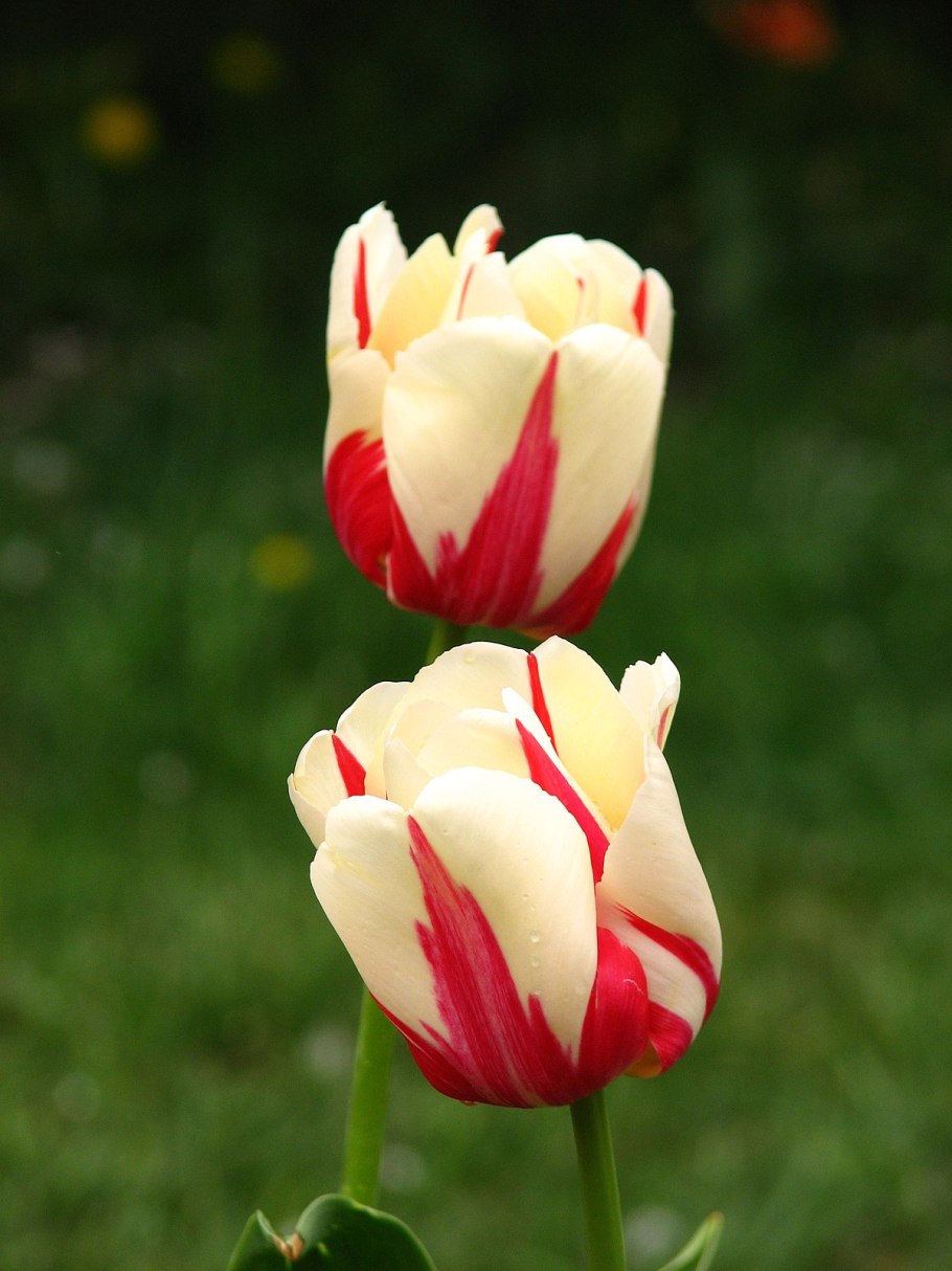 Тюльпан уорлд экспрешн