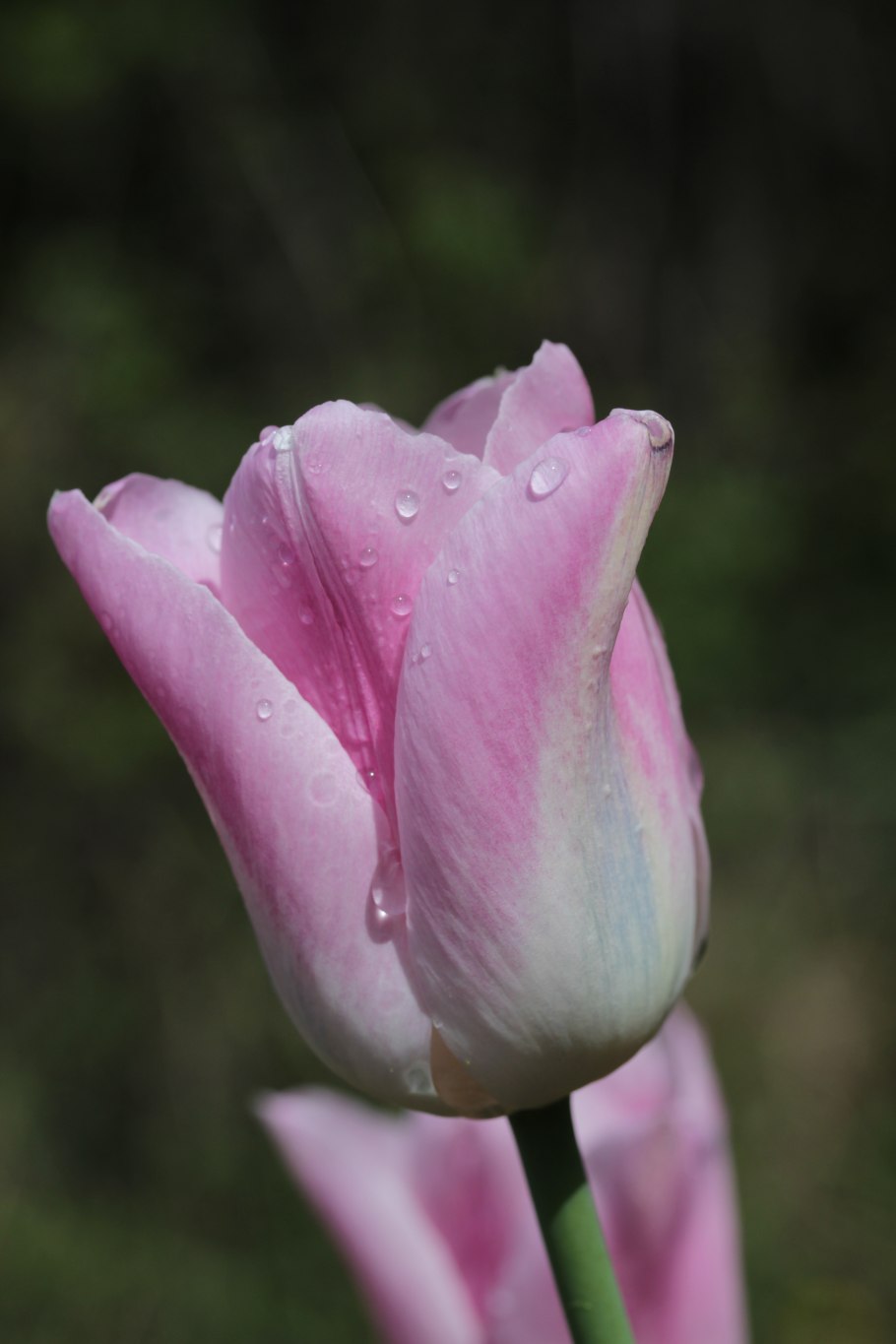 Тюльпан орлеанс