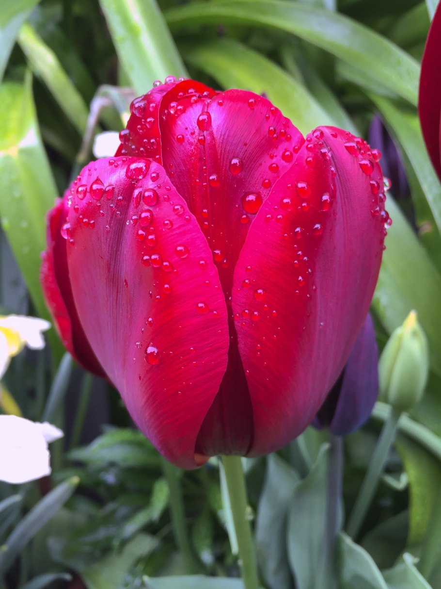 Тюльпан пассионале (триумф)