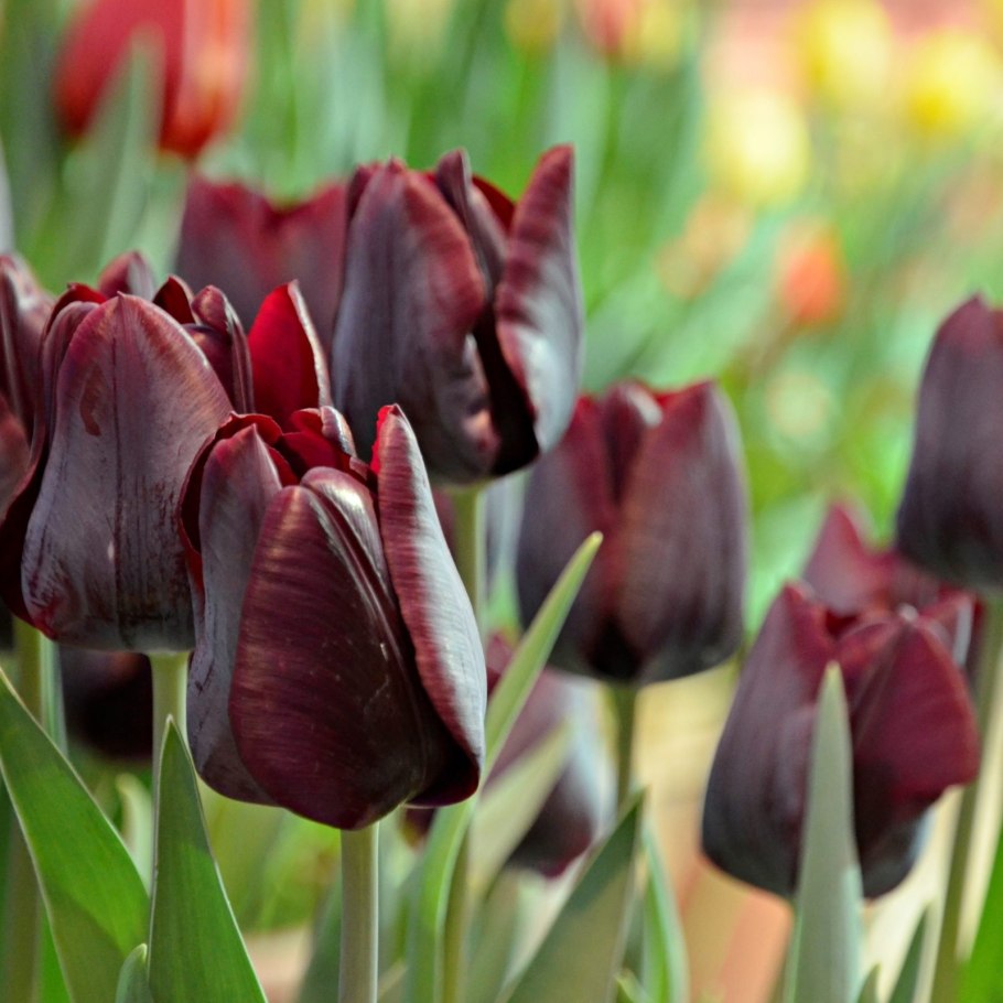 Тюльпан холланд бьюти