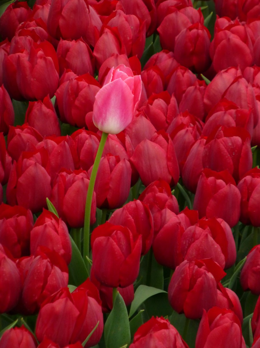 Тюльпан Yellow Blossom'