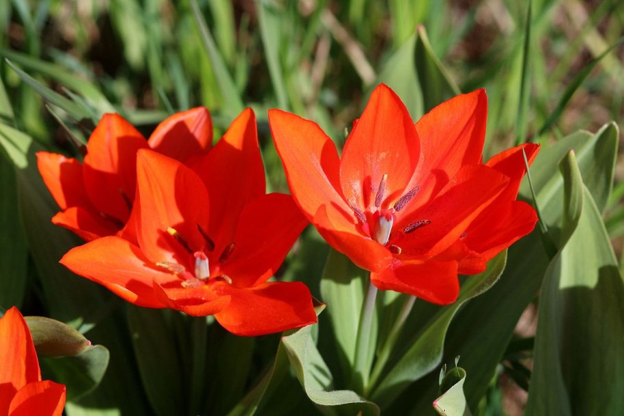 Tulipa praestans