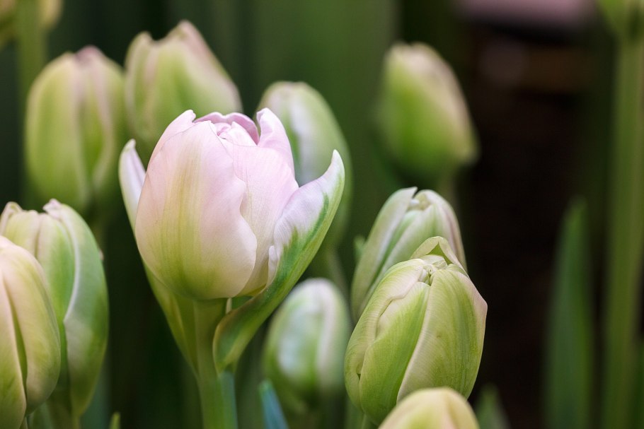 Тюльпан Tulipa Carrousel