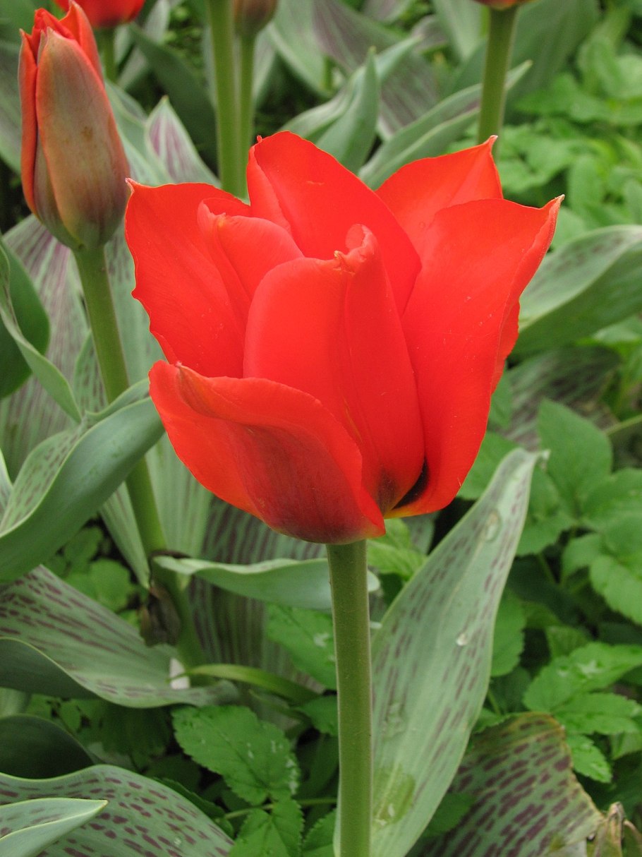 Тюльпан palmyra