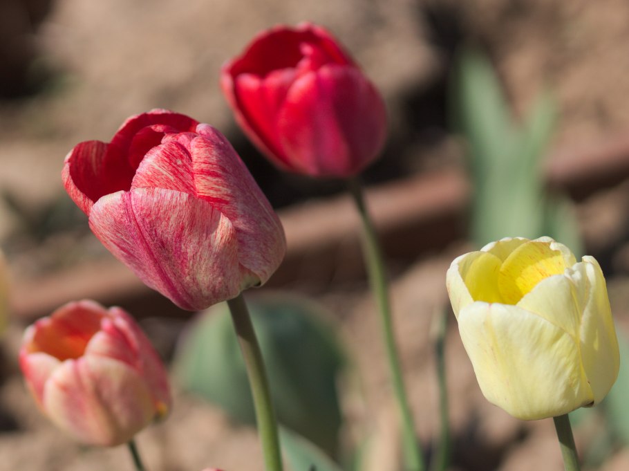 Тюльпан асуан