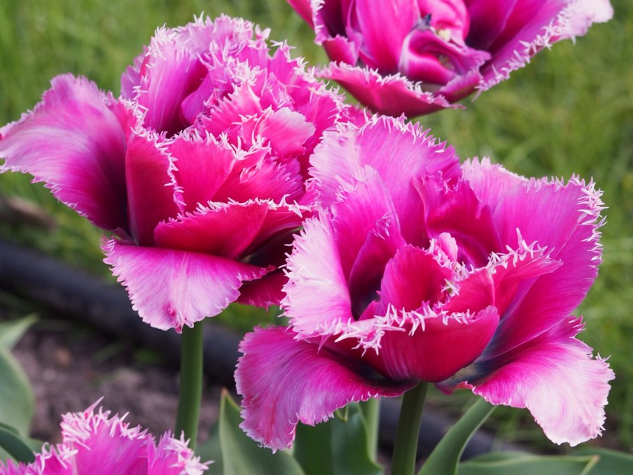 Тюльпан махровый бахромчатый маскотте