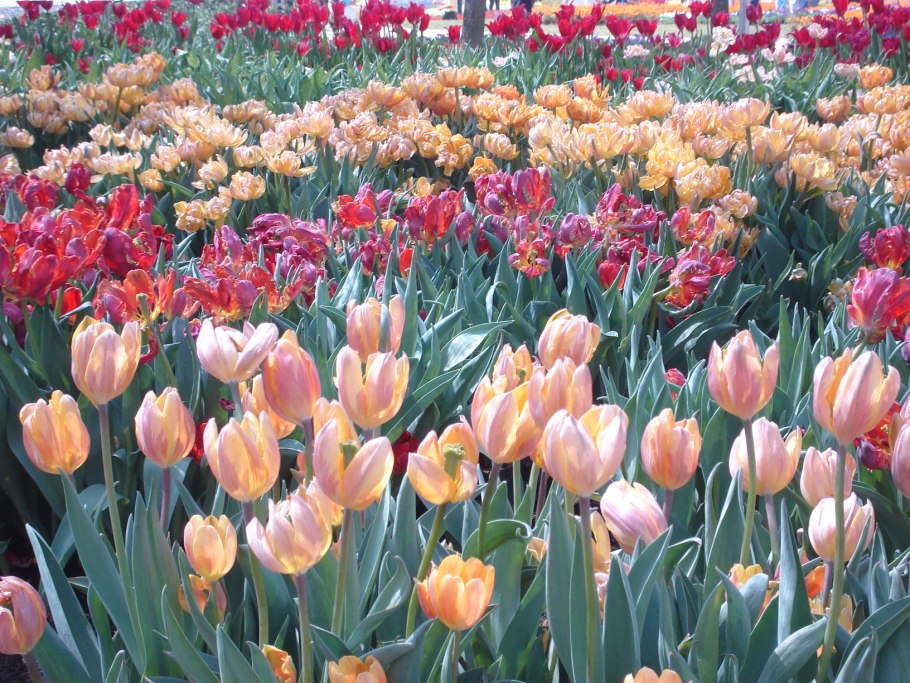 Тюльпан мелроуз