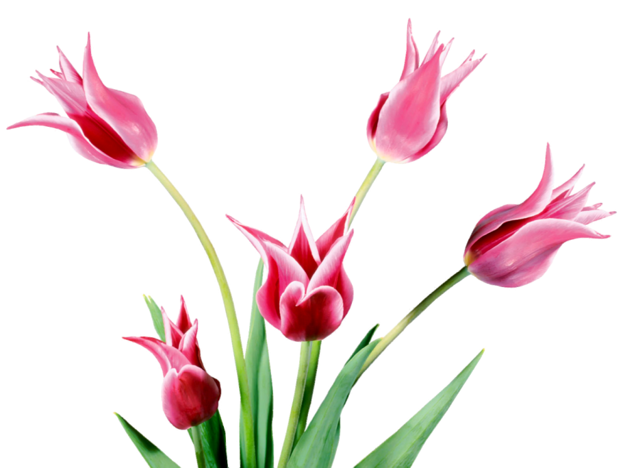 Тюльпан на прозрачном фоне