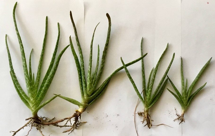 Корневища цветов