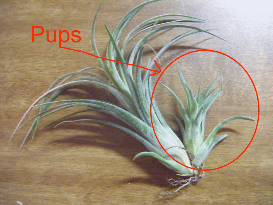 Тилландсии в стекле