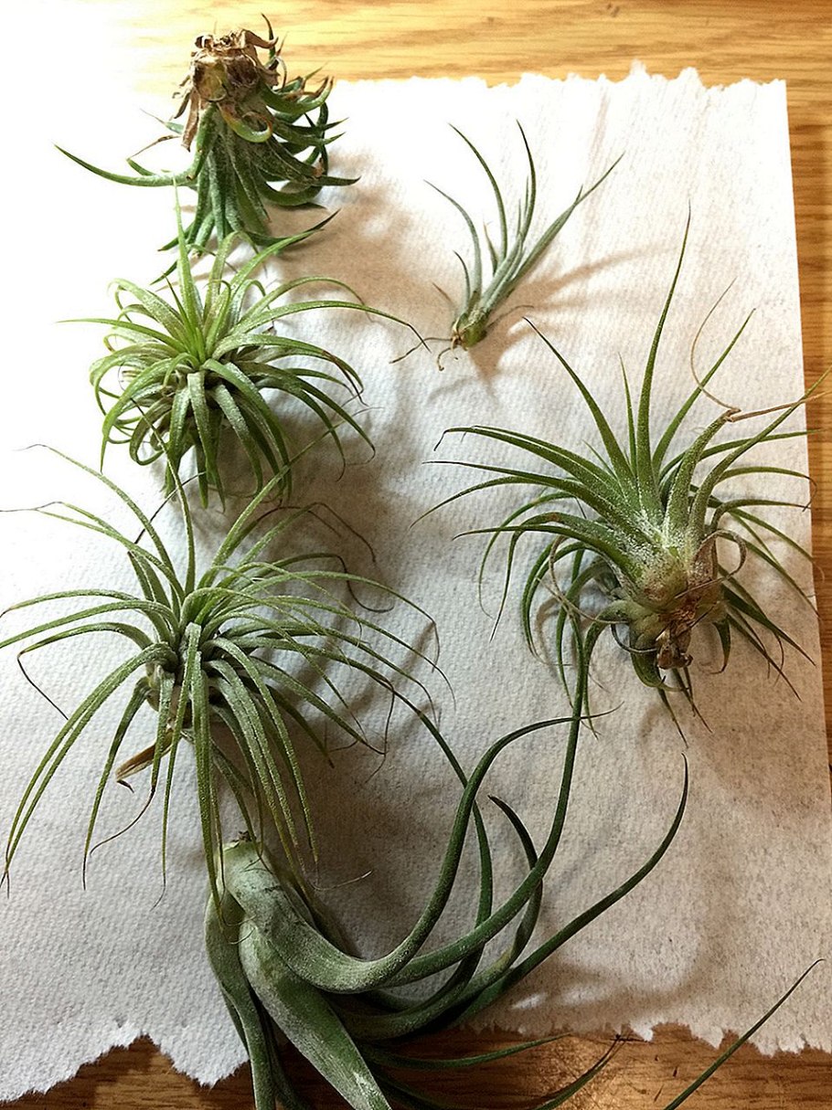 Атмосферное растение Тилландсия