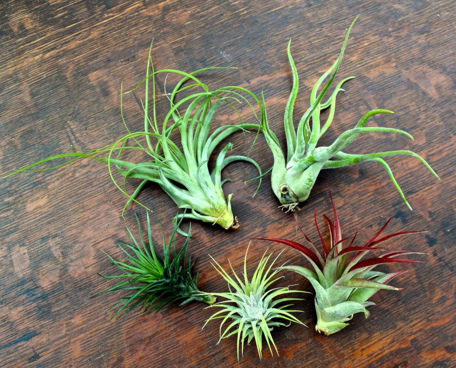 Земля без растений