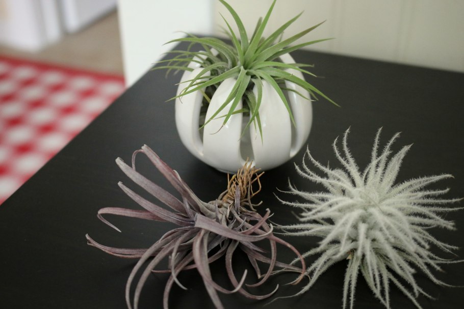 Тилландсия зеленая