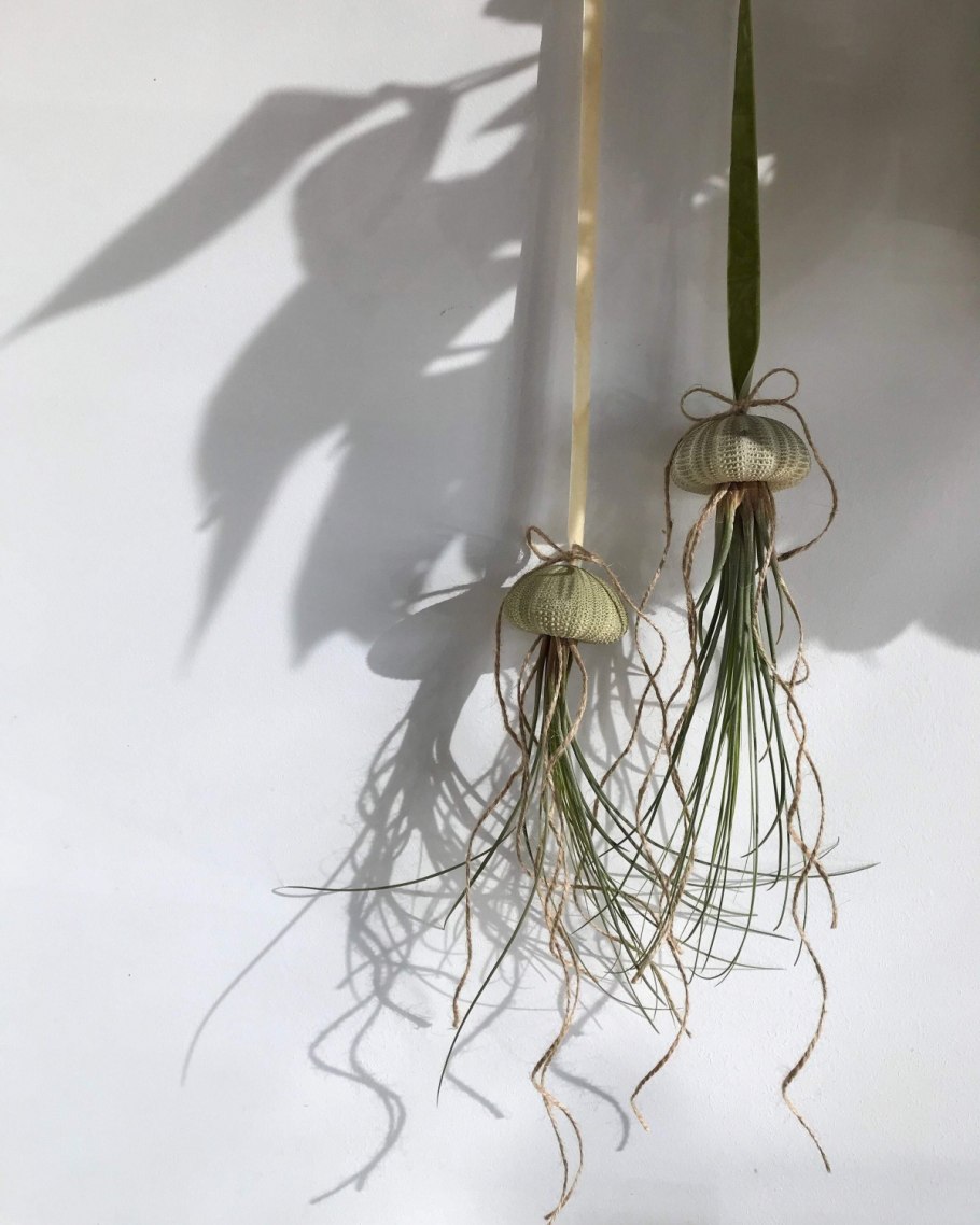 Воздушные растения тилландсии