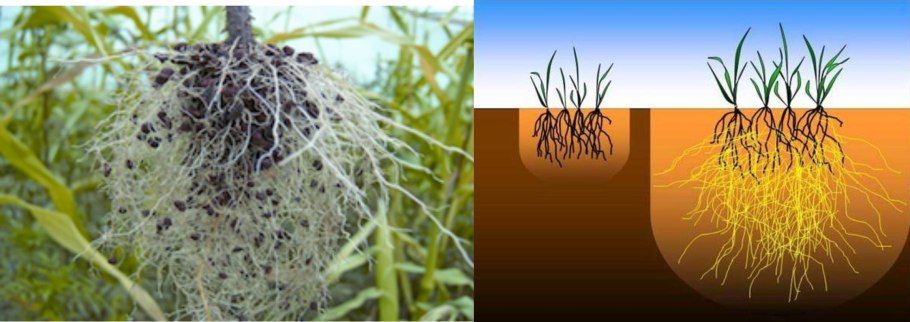 Тилландсия растение без корней