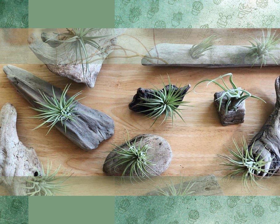 Тилландсия уснеевидная луизианский мох