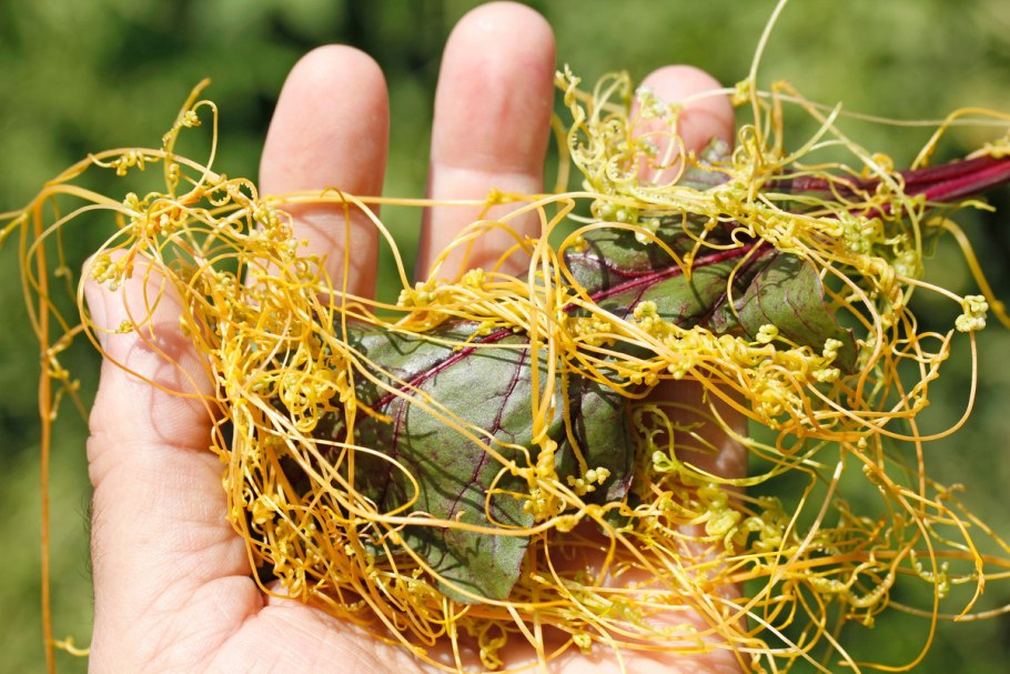 Тилландсия Ионанта Грин