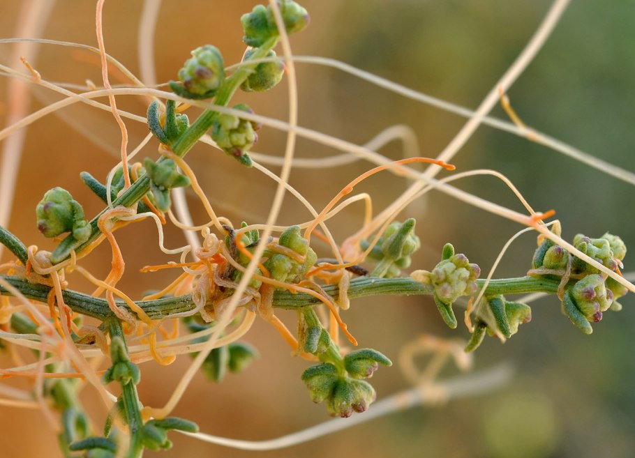 Тилландсия bulbosa