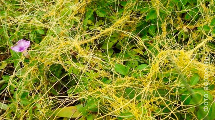 Тилландсия Деира