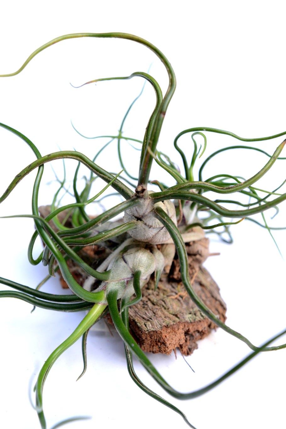 Повилика растение паразит