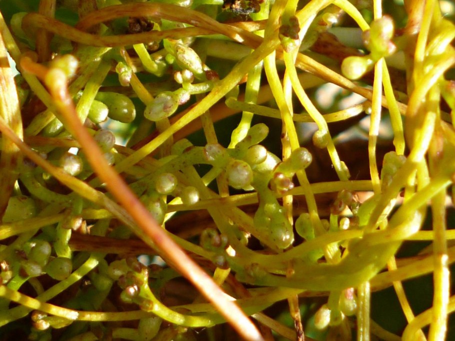 Дедушкины кудри растение дикое