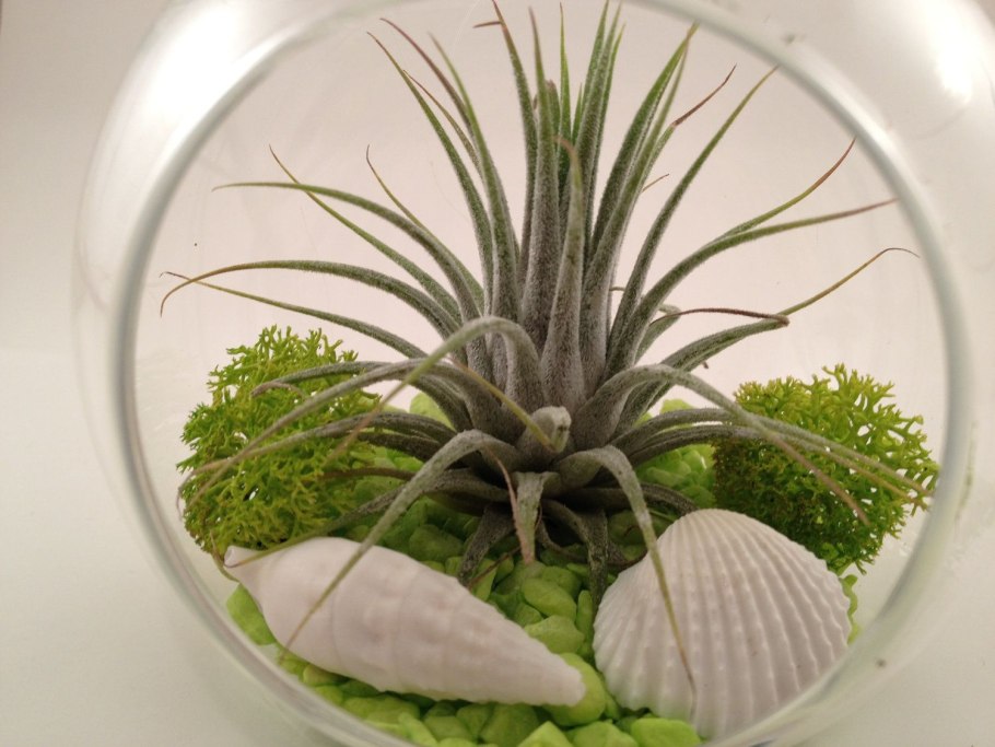 Тилландсия подвешенная